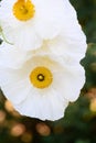 California tree poppy Romneya coulteri bright white flower with yellow stamen Royalty Free Stock Photo